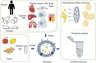 Engineered exosomes: a potential therapeutic strategy for septic cardiomyopathy